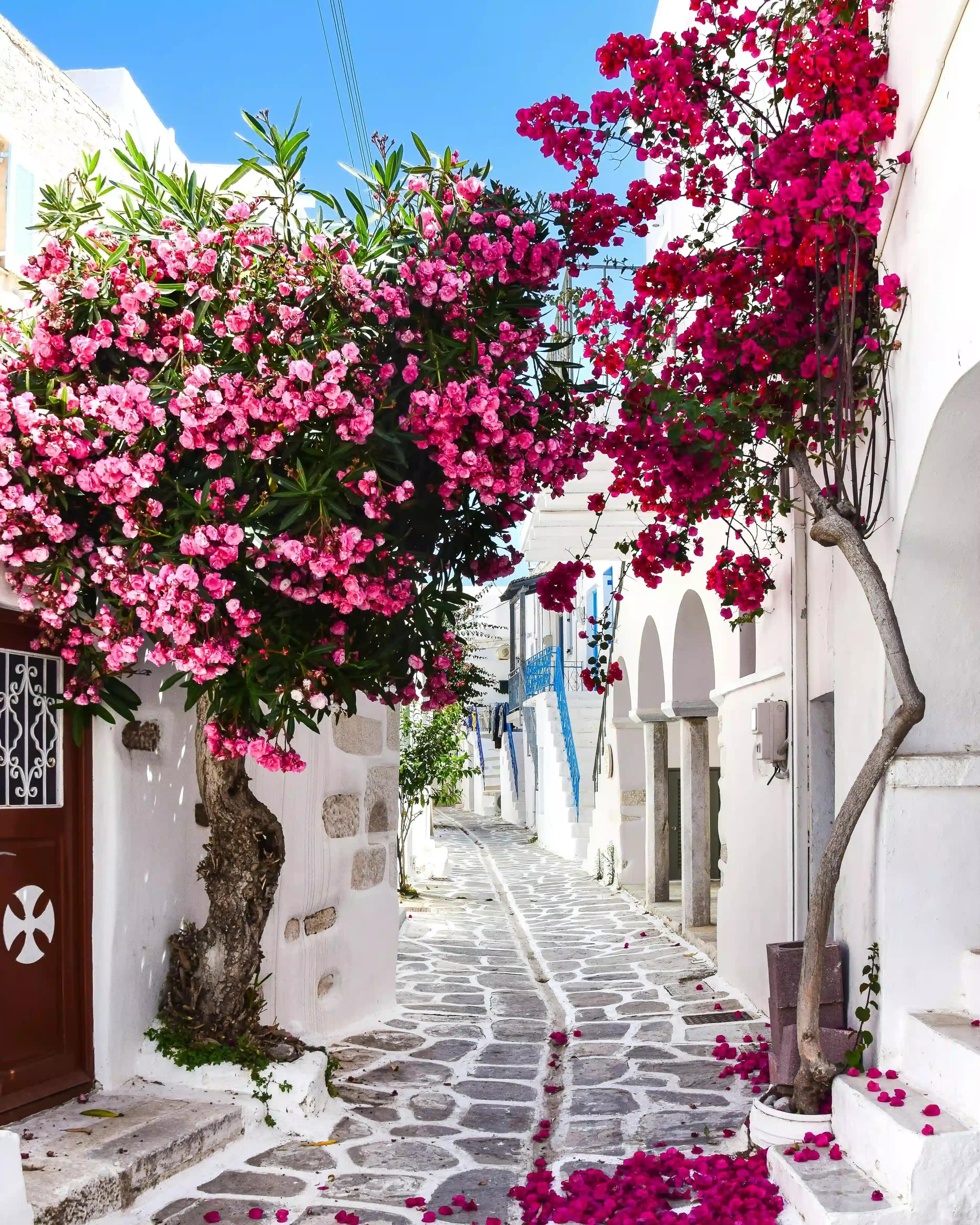Paros : Reflets du crépuscule dans le port de Naoussa
