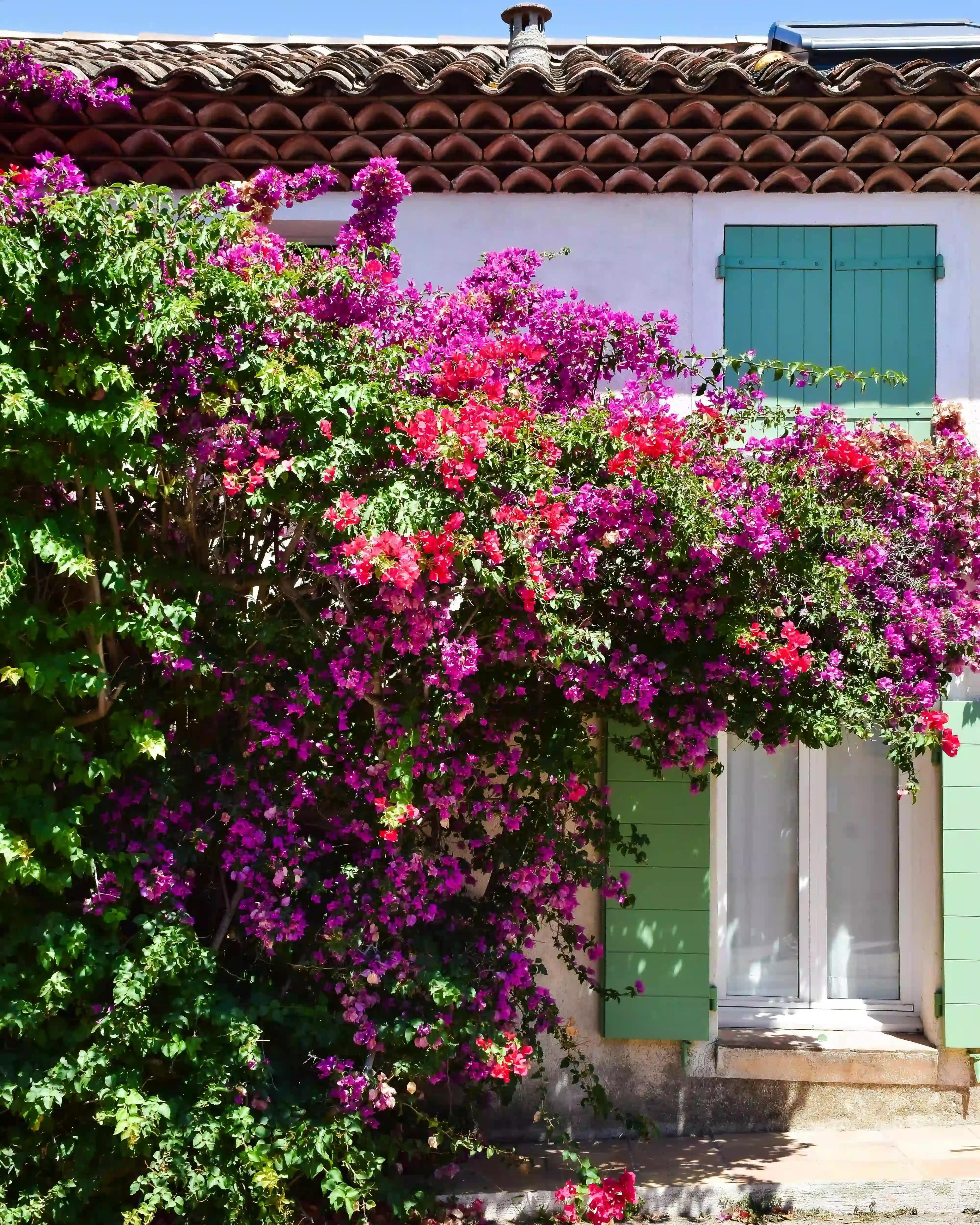 Île de Porquerolles : Le calme floral sur la Côte d'Azur