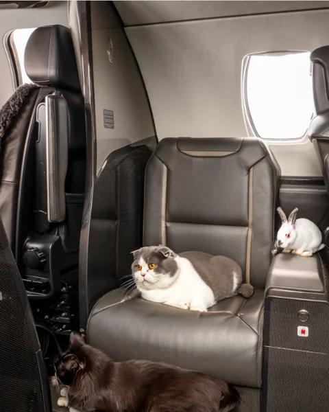 Pet Friendly Flights Private Jet for dogs, cats Simply Jet